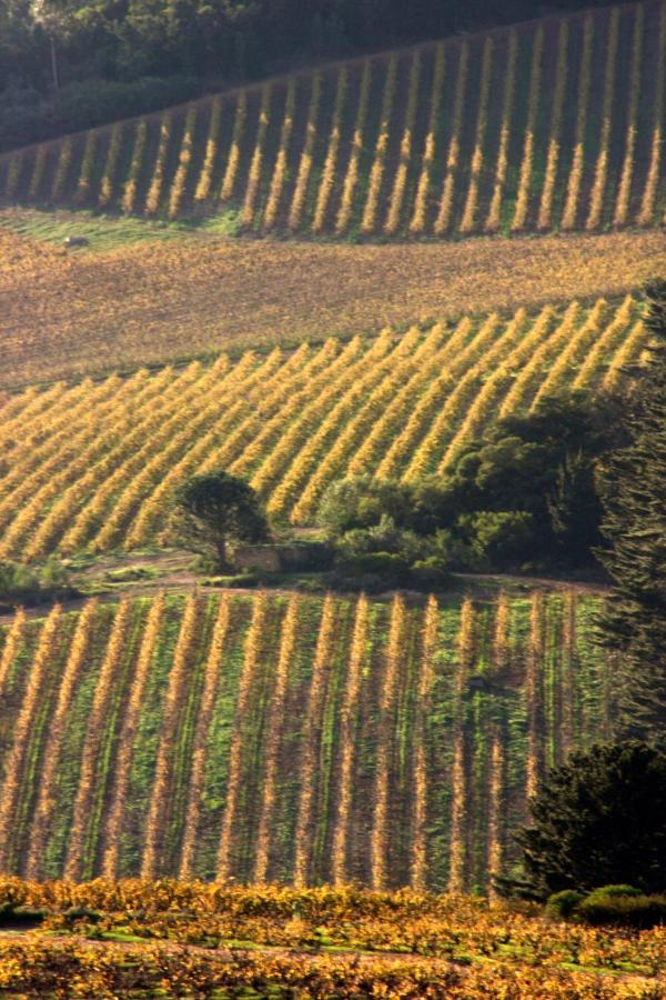 Mooiplaas Wine Estate Stellenbosch Exterior foto