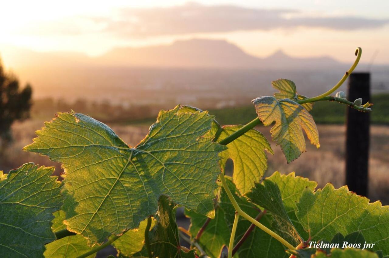 Mooiplaas Wine Estate Stellenbosch Exterior foto